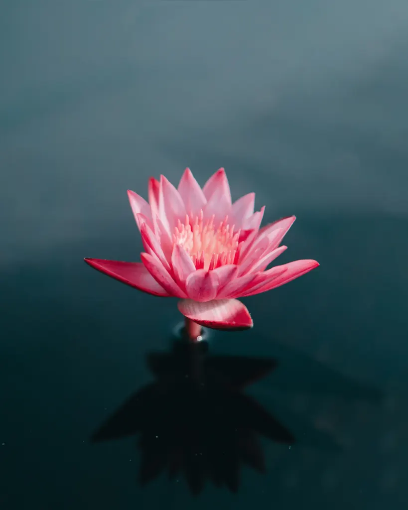 Lotus rose sur l’eau sombre